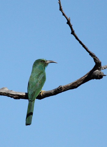 Chim Xanh (Chloropseidae). Chúng là một trong ba họ chim đặc hữu của vùng sinh thái Indomalaya. Các loài chim này có hình dáng giống như chào mào (Pycnonotidae), sinh sống trong các khu rừng. Mặc dù nhóm này có xu hướng màu nâu xám, chúng có dị hình lưỡng tính, với chim trống có bộ lông màu xanh lục và vàng. Các loài Chim Xanh thường ăn quả, mật ong và đôi khi ăn cả sâu bọ. Chúng có lưỡi nhọn, thích hợp với việc ăn mật. Chúng đẻ 2-3 trứng trong tổ trên cây.